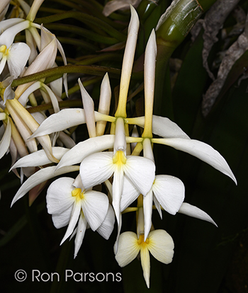 Epidendrum falcatum